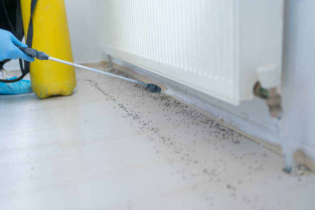 Best Flea Control Services  in Landen, OH